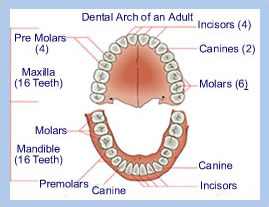 cause_of_adult_tooth_loss